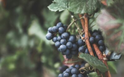 Wandern an der Mosel