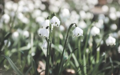 Der „Don – Auwaldweg“